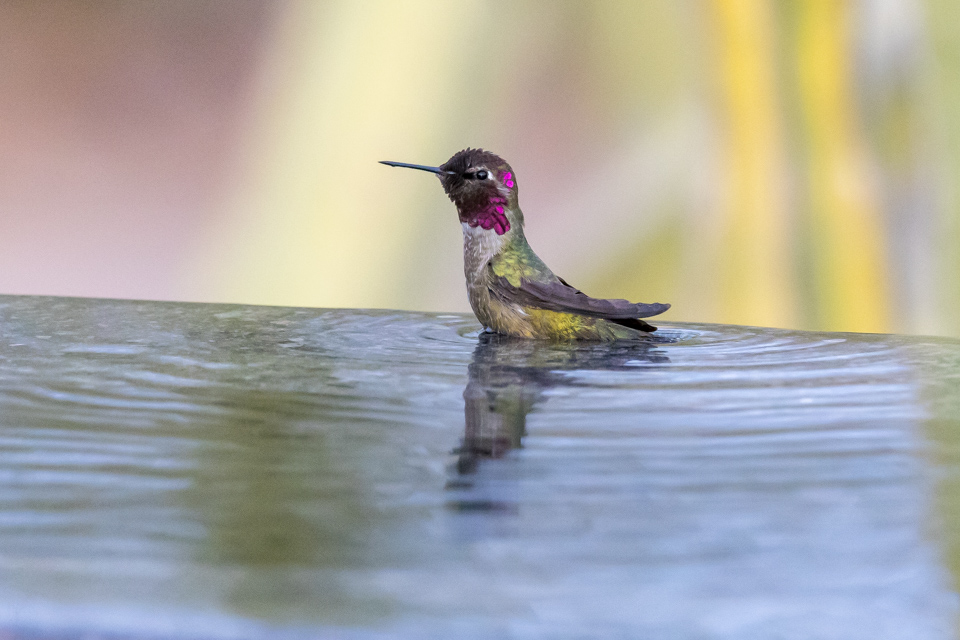 Bath? in Phoenix, Arizona