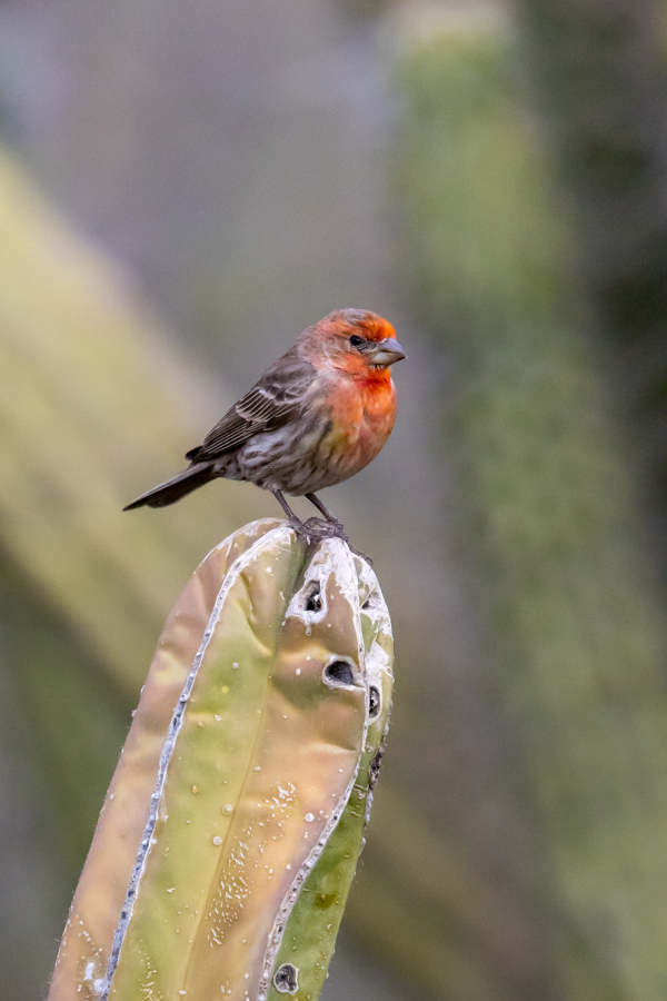 Standing Tall in Phoenix, Arizona