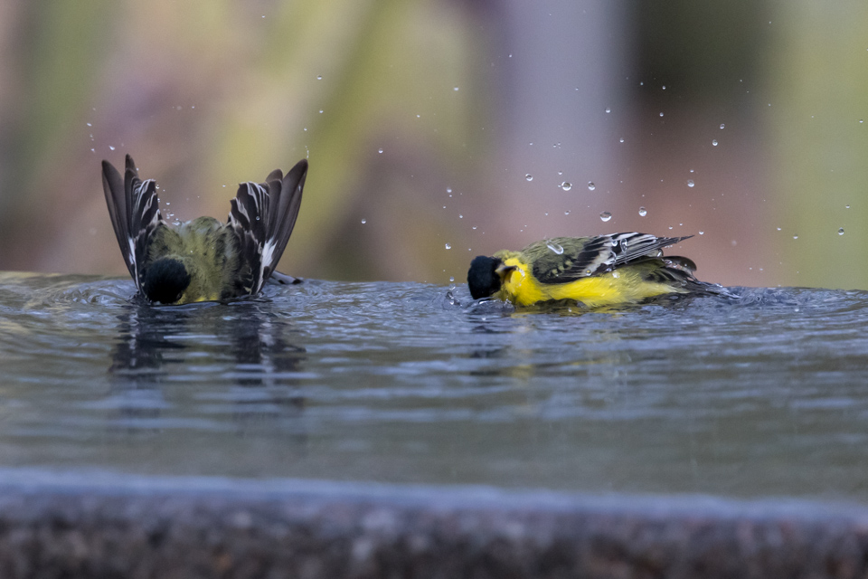 Bath Time in Phoenix, Arizona