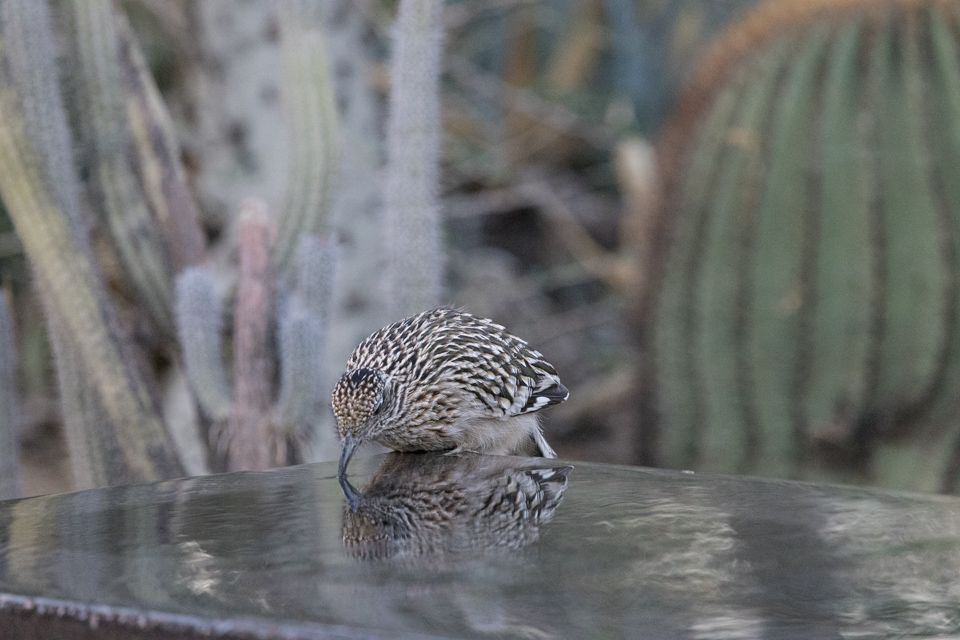 Roadrunner Taking a Drink in Phoenix, Arizona