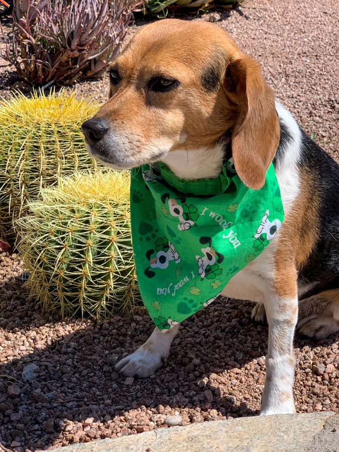 St Pat's Pup in Paradise Valley, Arizona