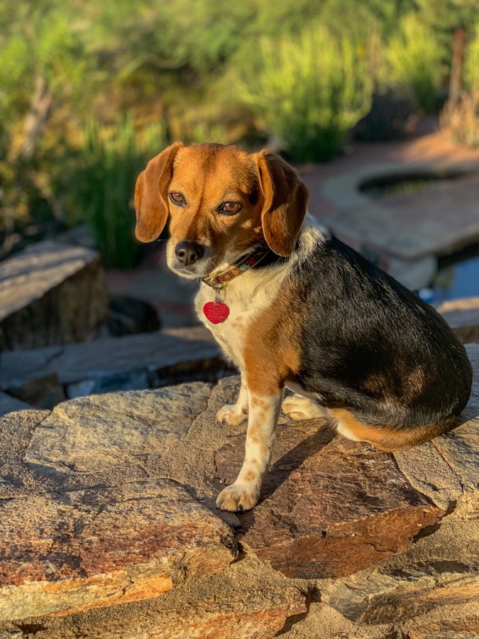 Posing Pup in Paradise Valley, Arizona