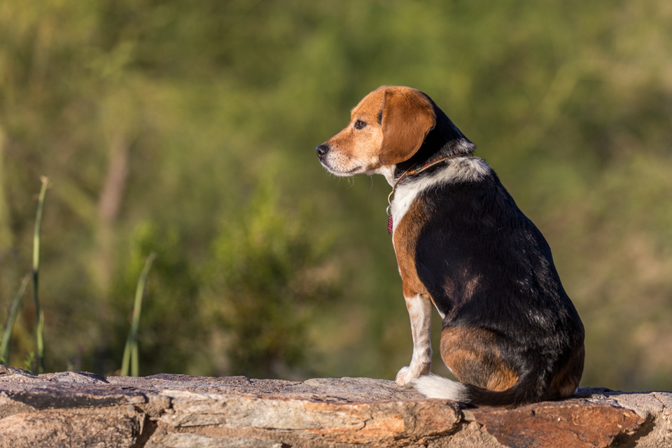 Sun Beagle in Paradise Valley, Arizona