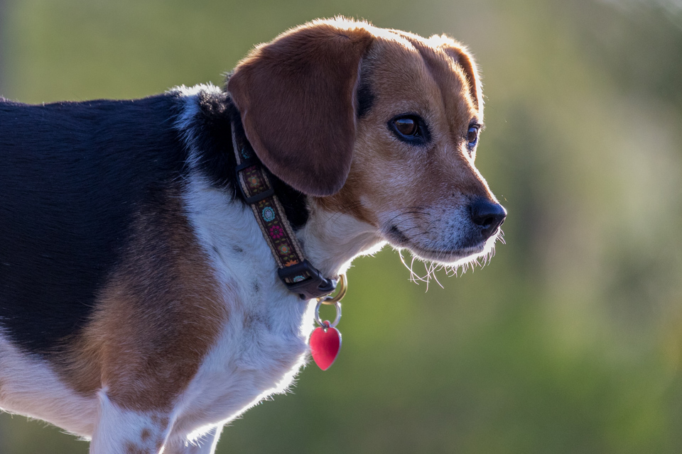 Backlit Beagle in Paradise Valley, Arizona