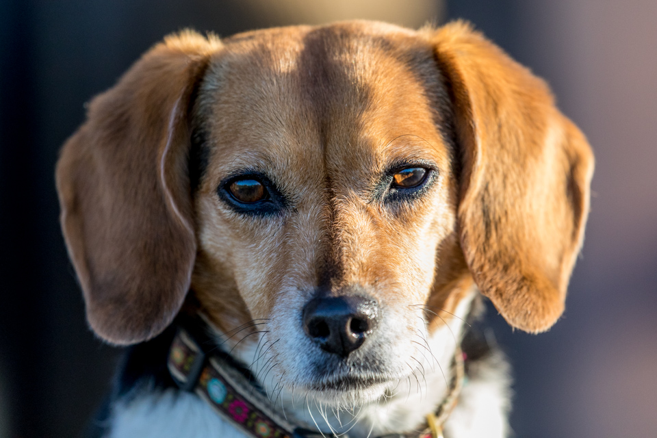 Beagle Profile in Paradise Valley, Arizona