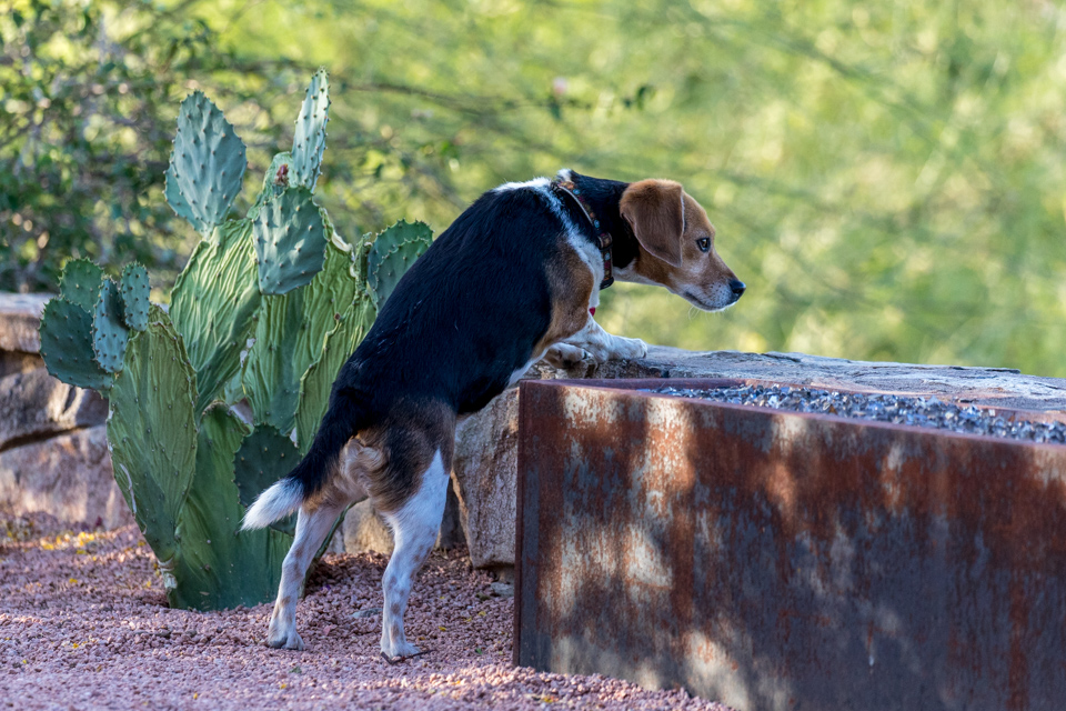 Searching in Paradise Valley, Arizona