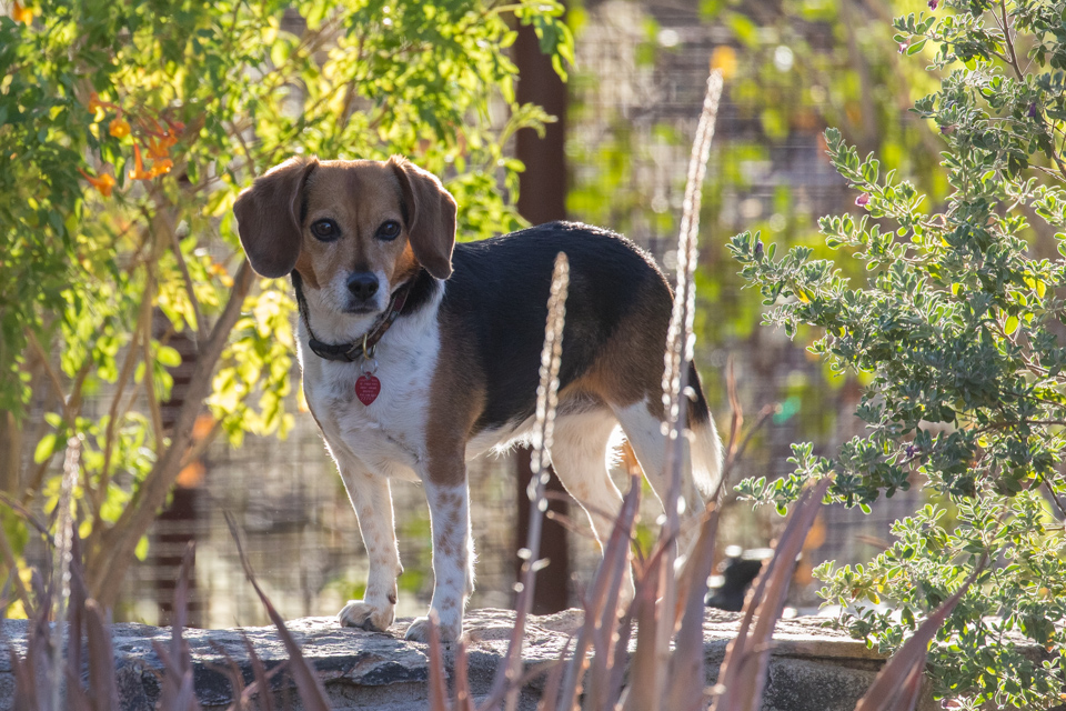 Beagle in the Plants in Paradise Valley, Arizona