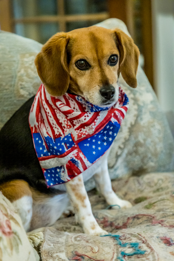 Patriotic Pup in Highlands, North Carolina