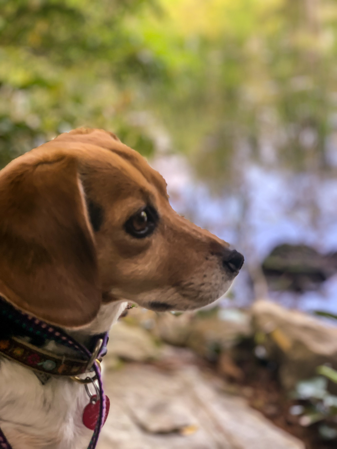 Nature Pup in Highlands, North Carolina