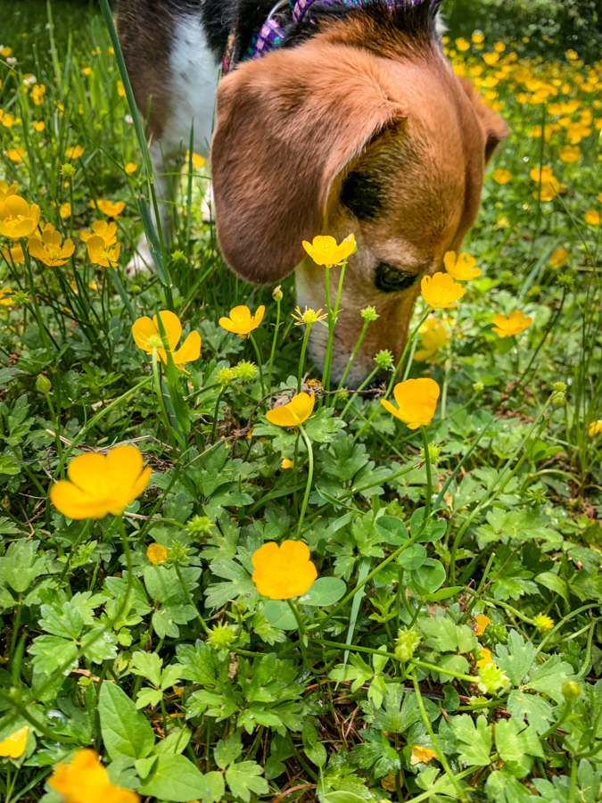 Smelling the Flowers in Highlands, North Carolina