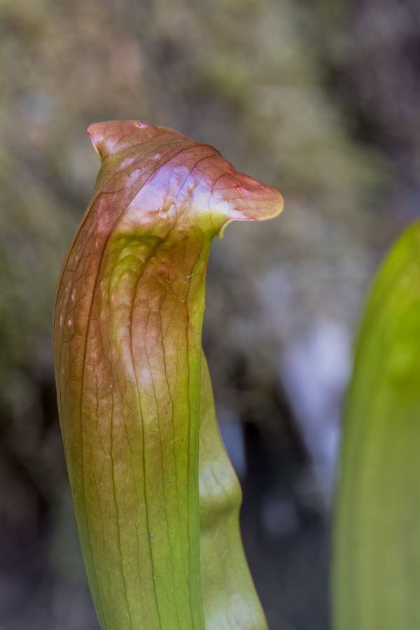 Hooded Pitcher Plant in Highlands, North Carolina