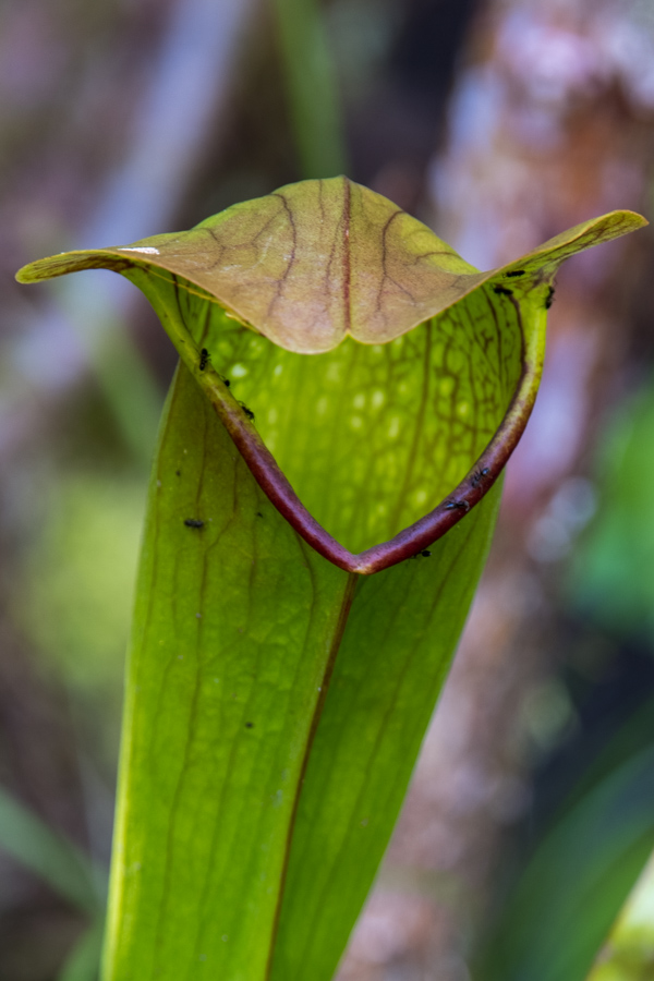Dangerous Plant in Highlands, North Carolina