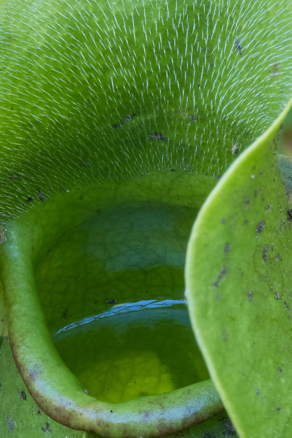 Plant Stomach  in Highlands, North Carolina