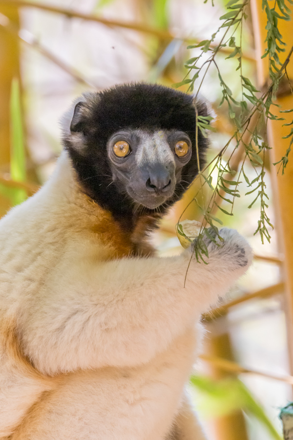 Crowned Sifaka in Lemur Prk, Madagascar