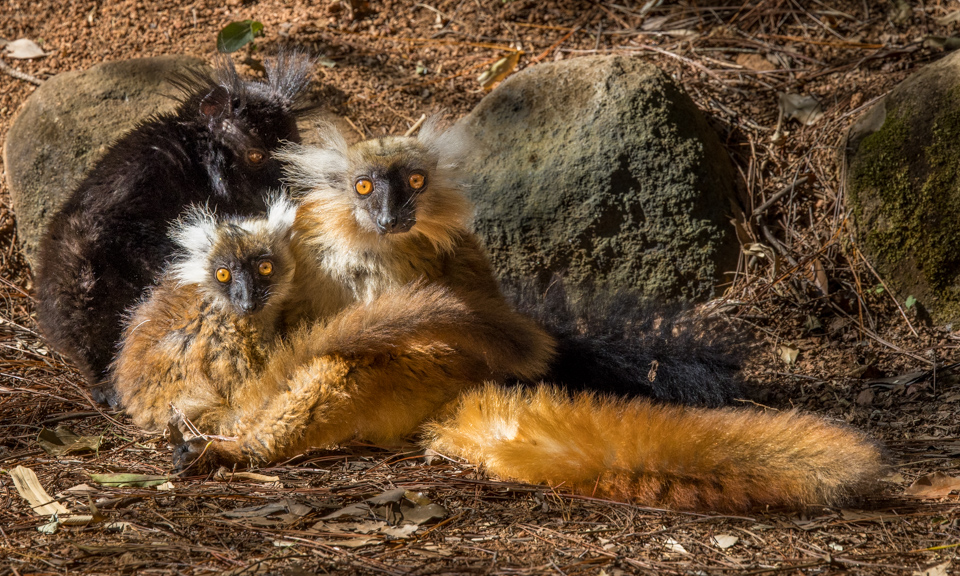 Furry Family in Lemur Prk, Madagascar