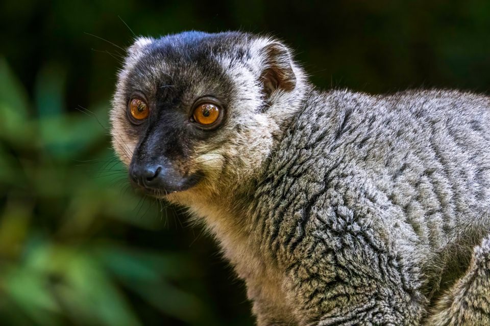 Common Brown in Lemur Prk, Madagascar