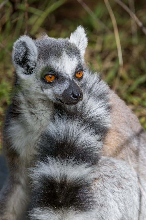 Fashionnista  in Lemur Prk, Madagascar