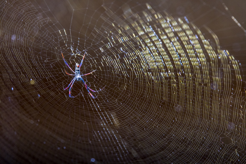 Big Spider in Lemur Prk, Madagascar