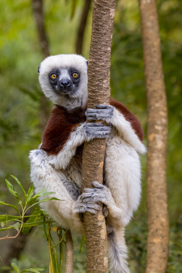 Hanging On Upright in Lemur Prk, Madagascar