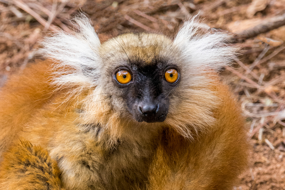 Angry Lemur in Lemur Prk, Madagascar