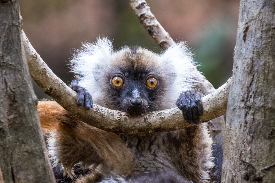 Staring Pup in Lemur Prk, Madagascar