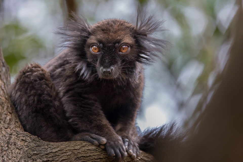 Scruffy in Lemur Prk, Madagascar