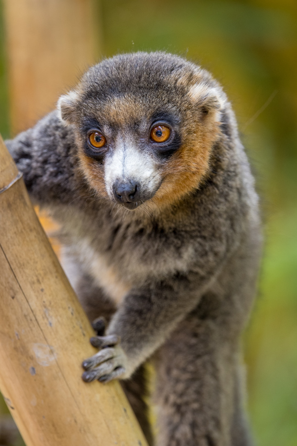 Mongoose Lemur in Lemur Prk, Madagascar