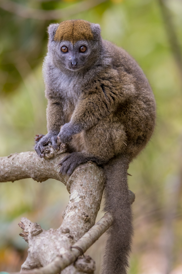 Teddy Bear Lemur in Lemur Prk, Madagascar