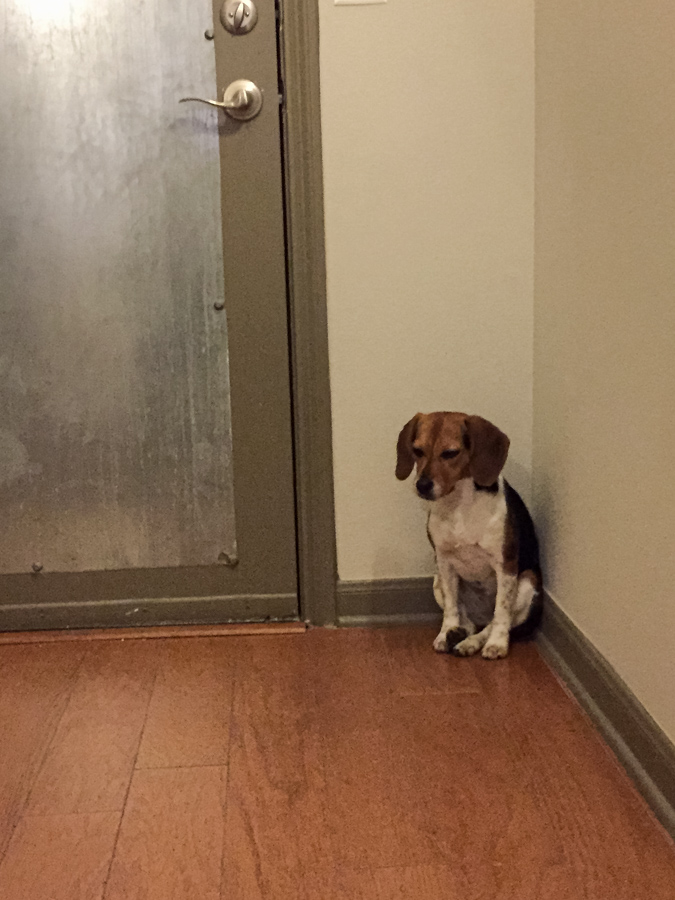 Riley is Ready in Austin, Texas