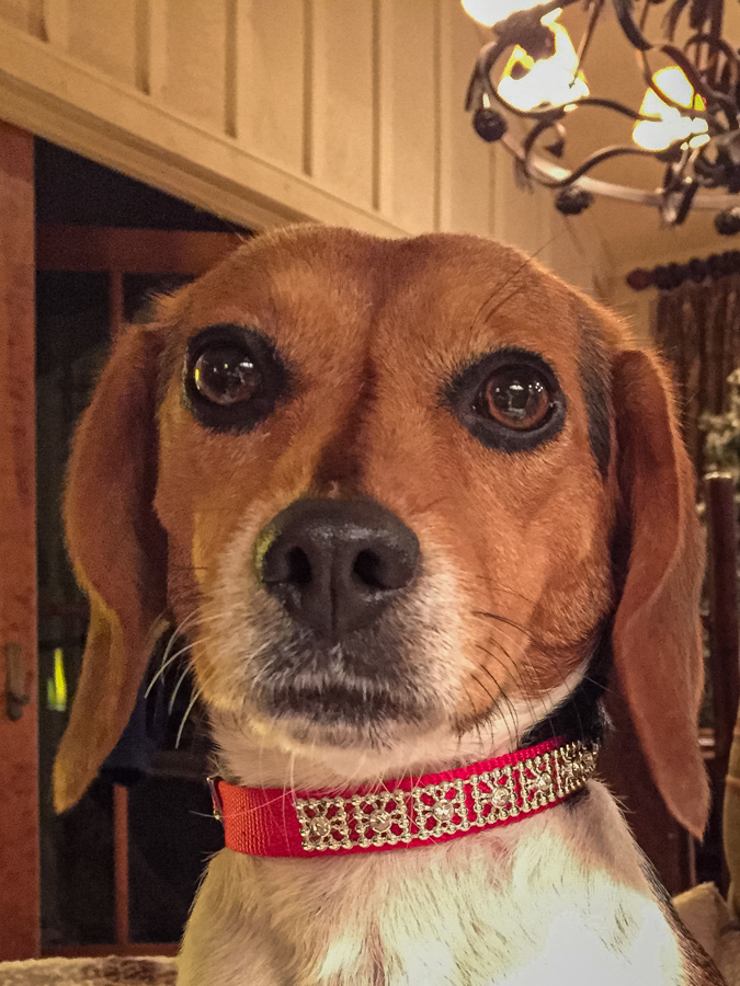 Nice Collar in Highlands, North Carolina