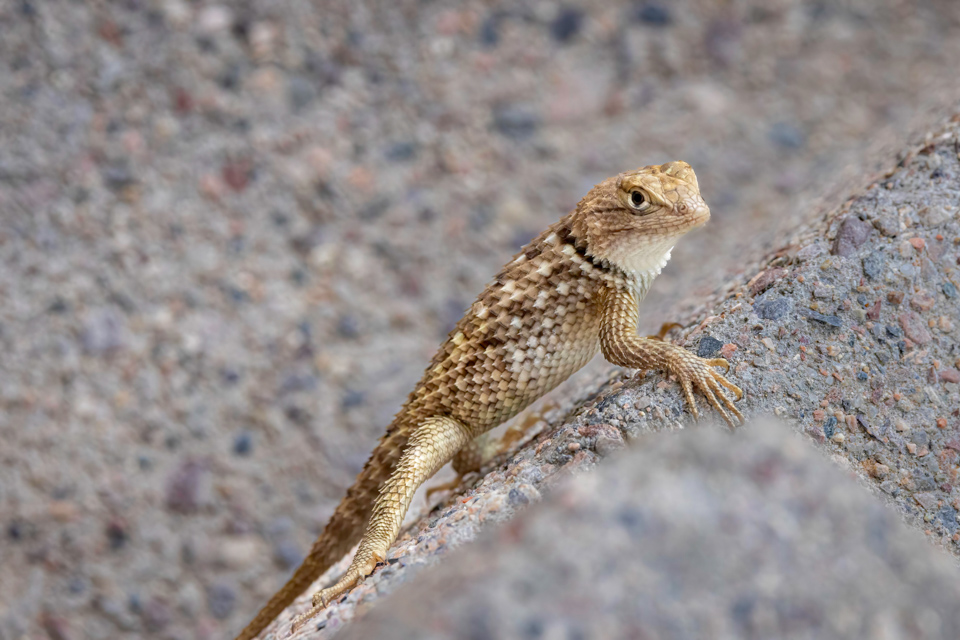 On the Edge in Paradise Valley, Arizona