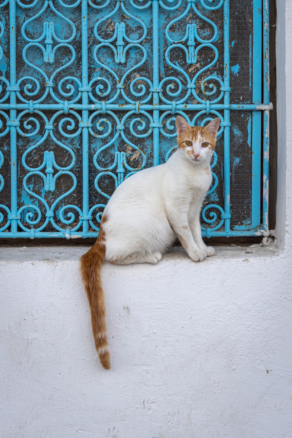 Rebat Cat in Rebat, Morocco