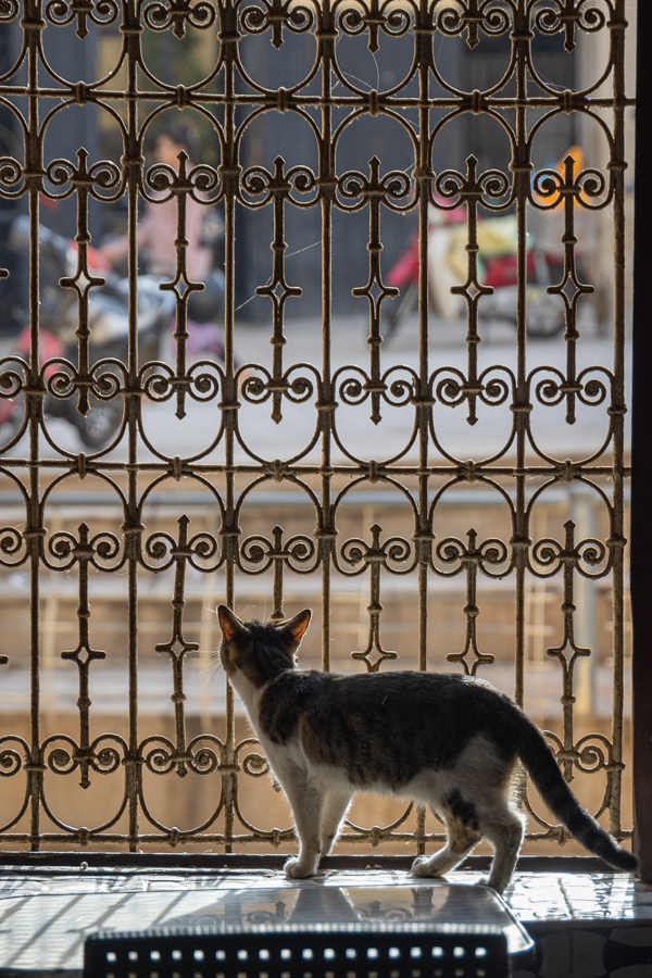 Moroccan Cat in Fez, Morocco