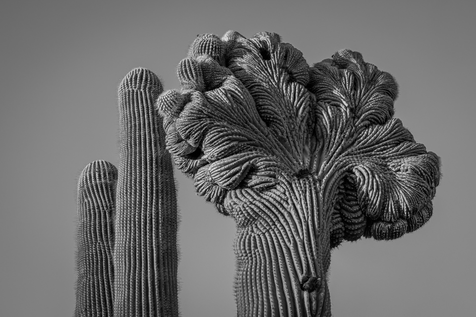 Crested Saguaro in Phoenix, Arizona