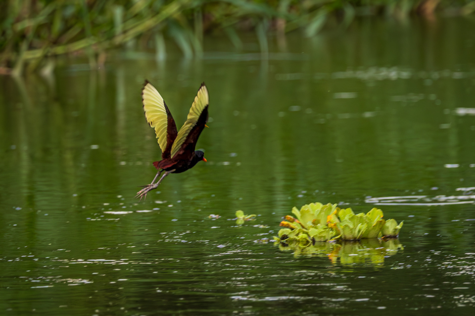 Wattled Jacana in Amazon, Peru