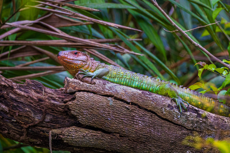 Red Headed Caiman in Amazon, Peru