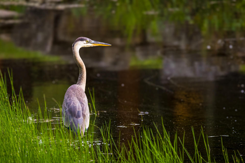 Welcome Visitor in Highlands, North Carolina