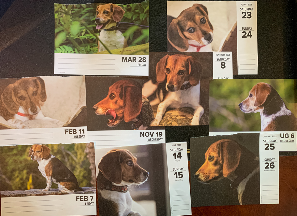 Calendar Pup in Highlands, North Carolina