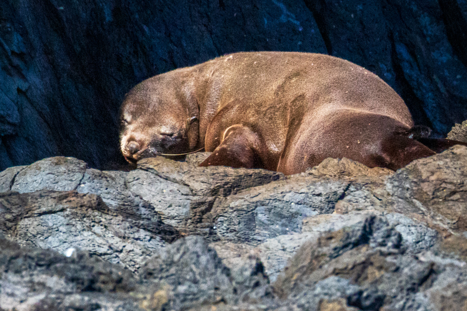 Sleepy Seal in Akoroa, New Zealand
