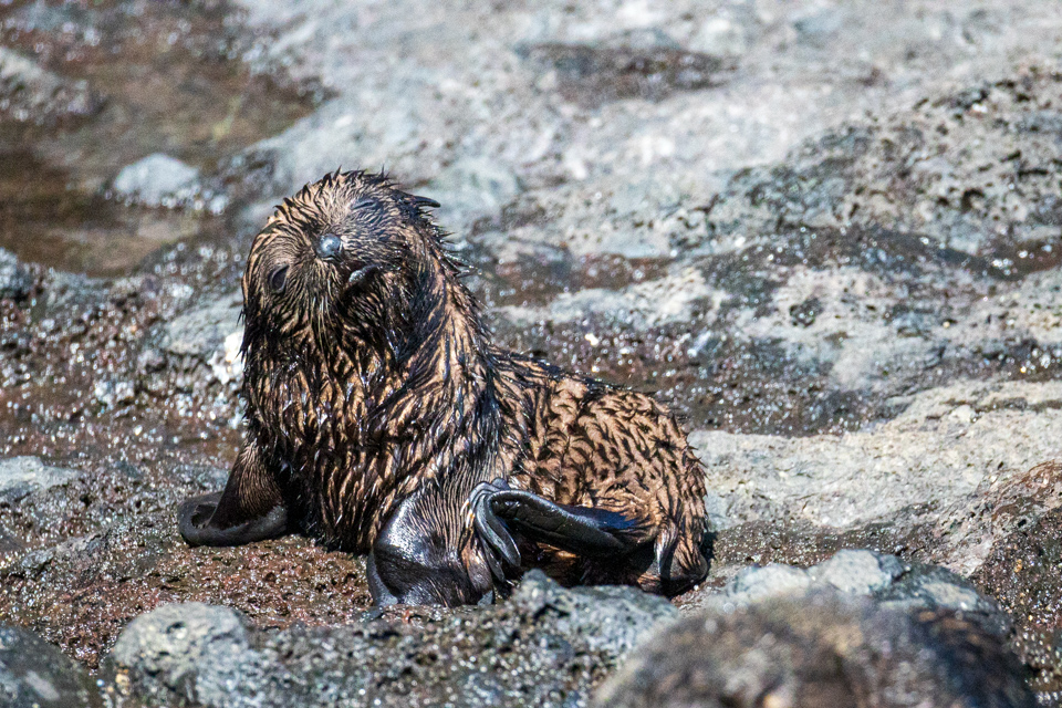 Wet Pup in Akoroa, New Zealand