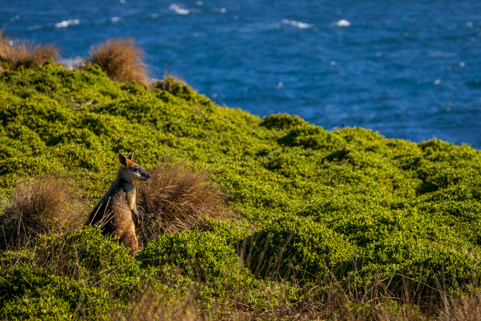 Taking in the View in Phillip Island, New Zealand
