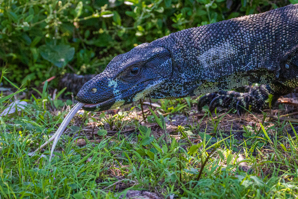 Lace Monitor in Eden, Australia