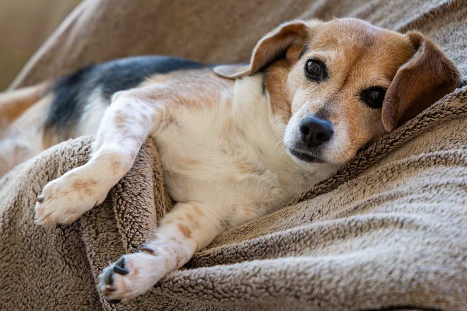 Relaxing Beagle in Paradise Valley, Arizona