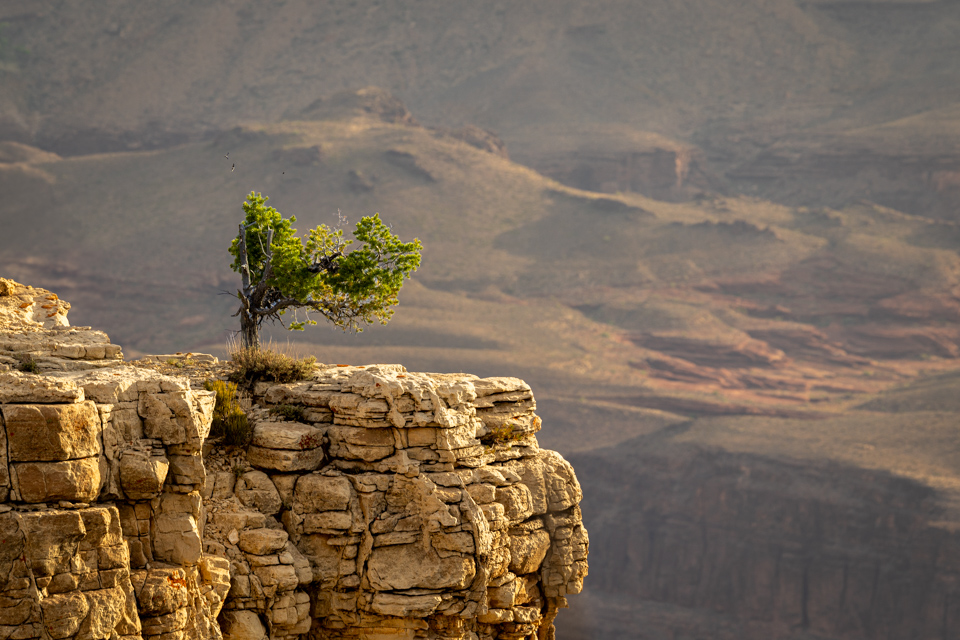 Lone Tree in Grand Canyon, Arizona