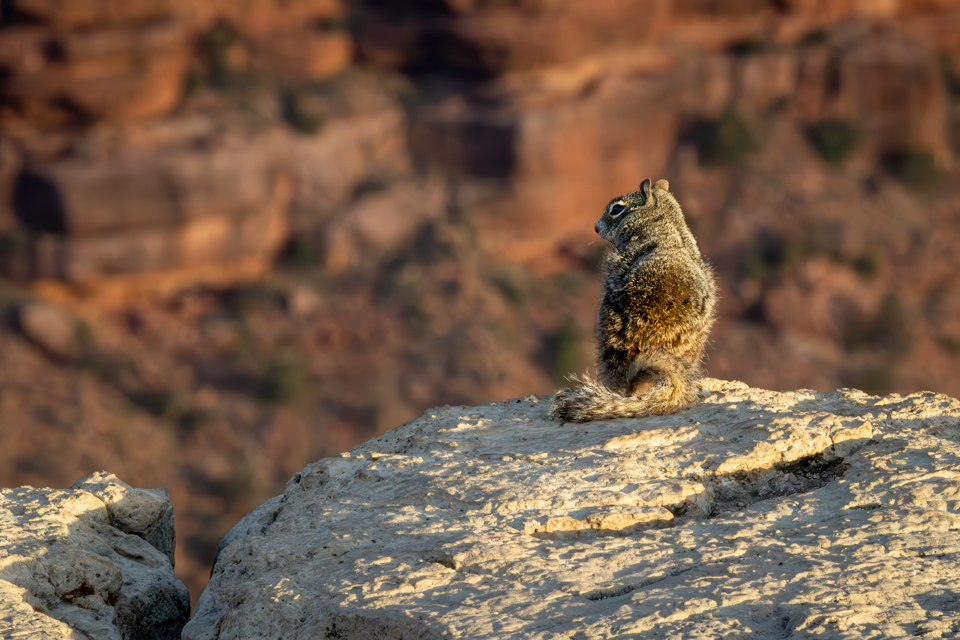 Taking in the View in Grand Canyon, Arizona