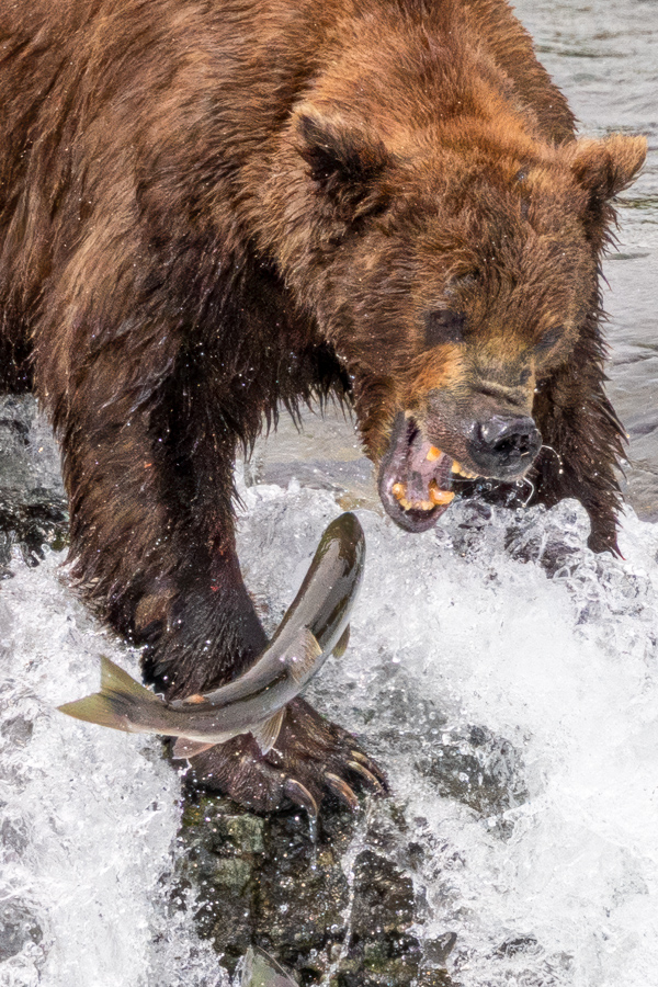 Catching Salmon in Katmai National Park, Alaska