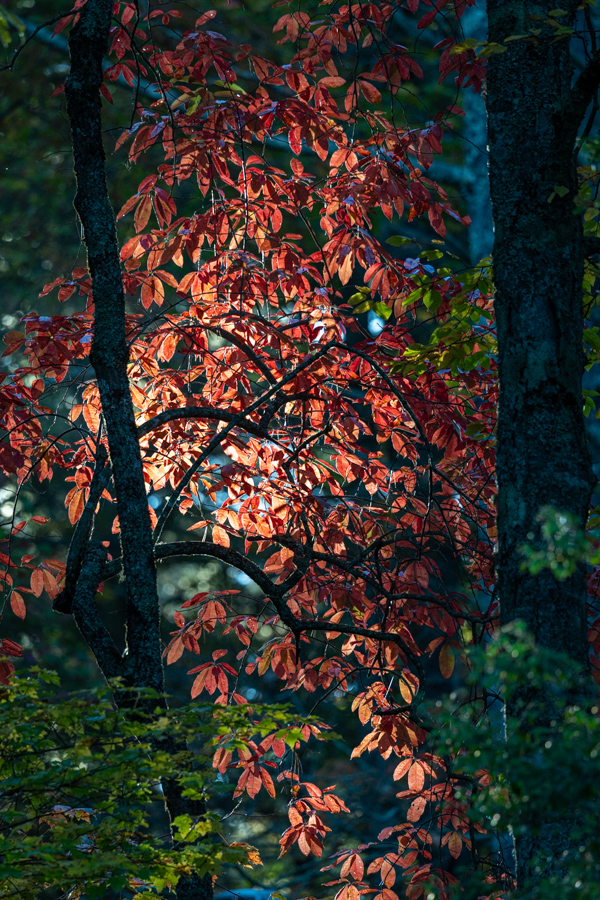 Red Leaves in Highlands, North Carolina