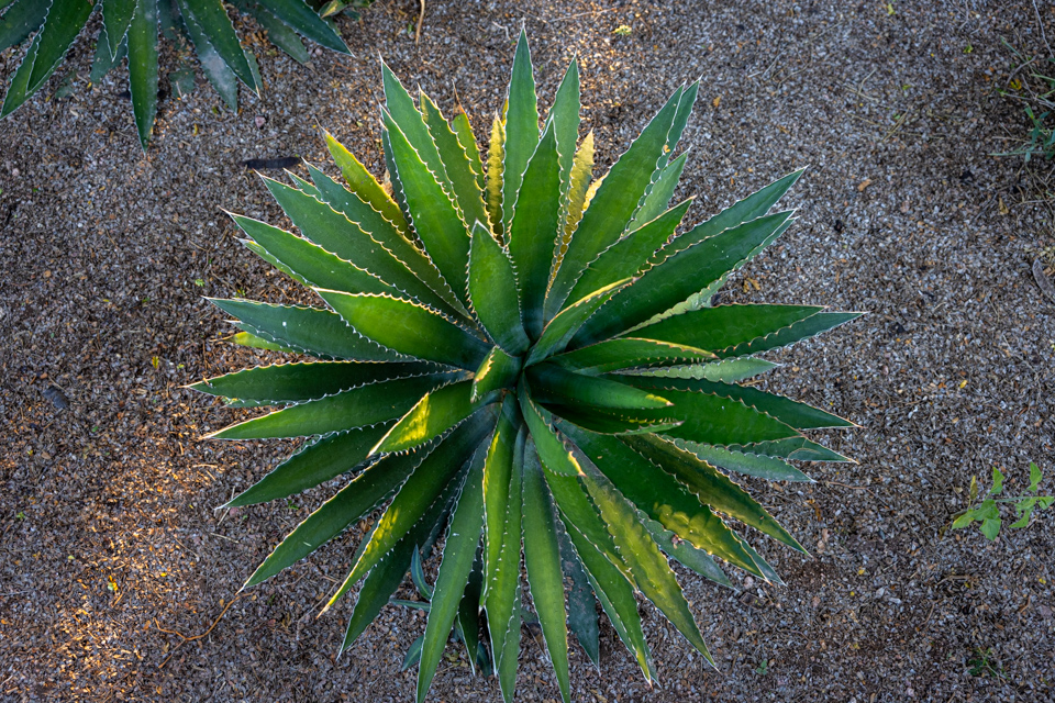 Sun Agave in Phoenix, Arizona