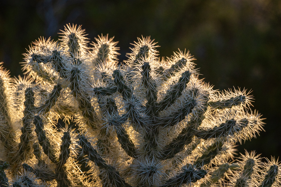 Thorns in Phoenix, Arizona