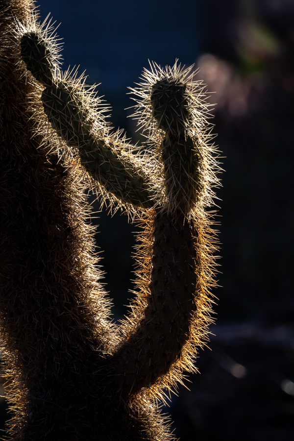 Golden Arm in Phoenix, Arizona